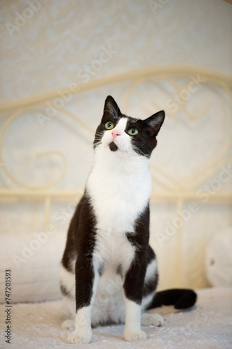 Porträt einer schwarz-weißen Europäisch Kurzhaar Katze