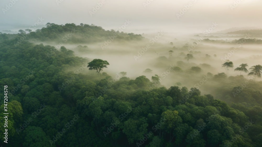 Beautiful foggy morning light Landscape in the jungle. Aerial drone top view Beautiful foggy morning light Landscape in the jungle. Aerial drone top view