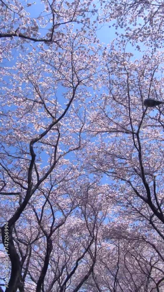 Scenic Drive through Cherry Blossom Tunnel