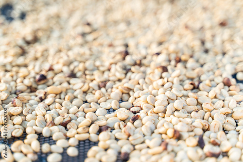 Drying parchment coffee beans in the sun