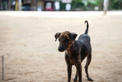 poor street black dog stand in the sand alone. a dog standing on a dirt road outdoors.
