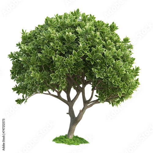 Isolated green tree on white background with lush foliage and branches, representing nature's beauty in a single image