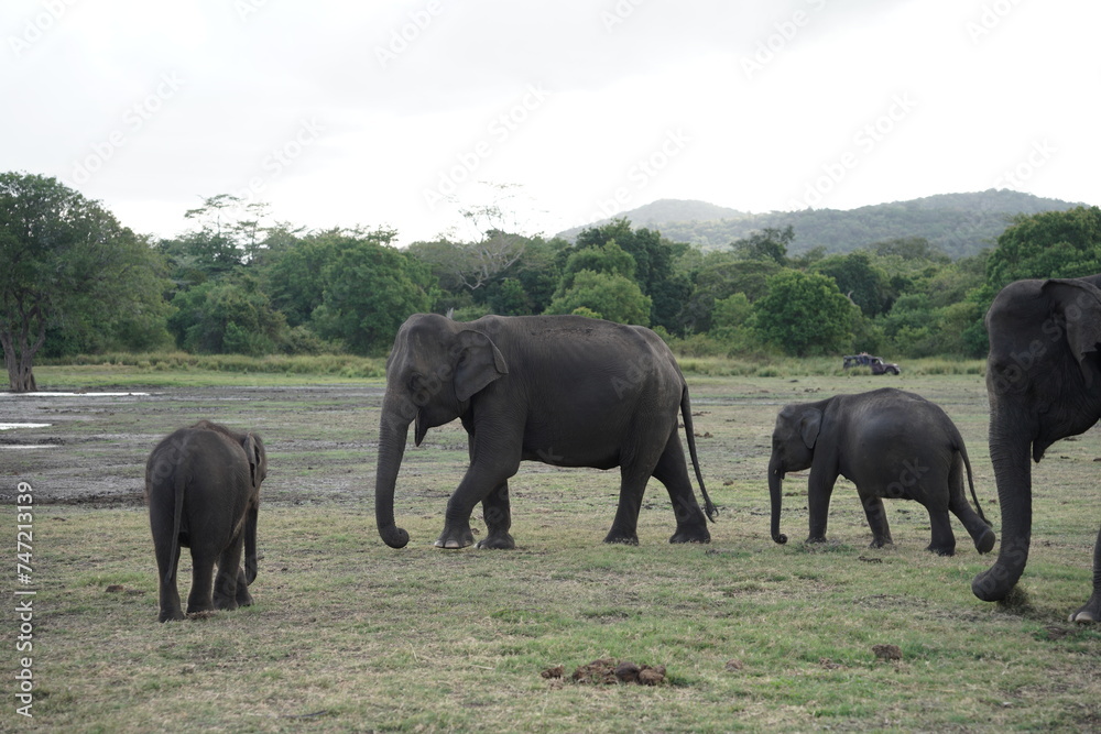 Group of elephant animal family walking nearby the trees.             