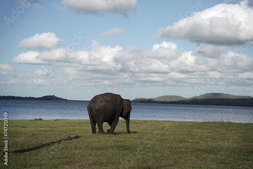 background of a nice elephant with clouds and sea standing in the grass.