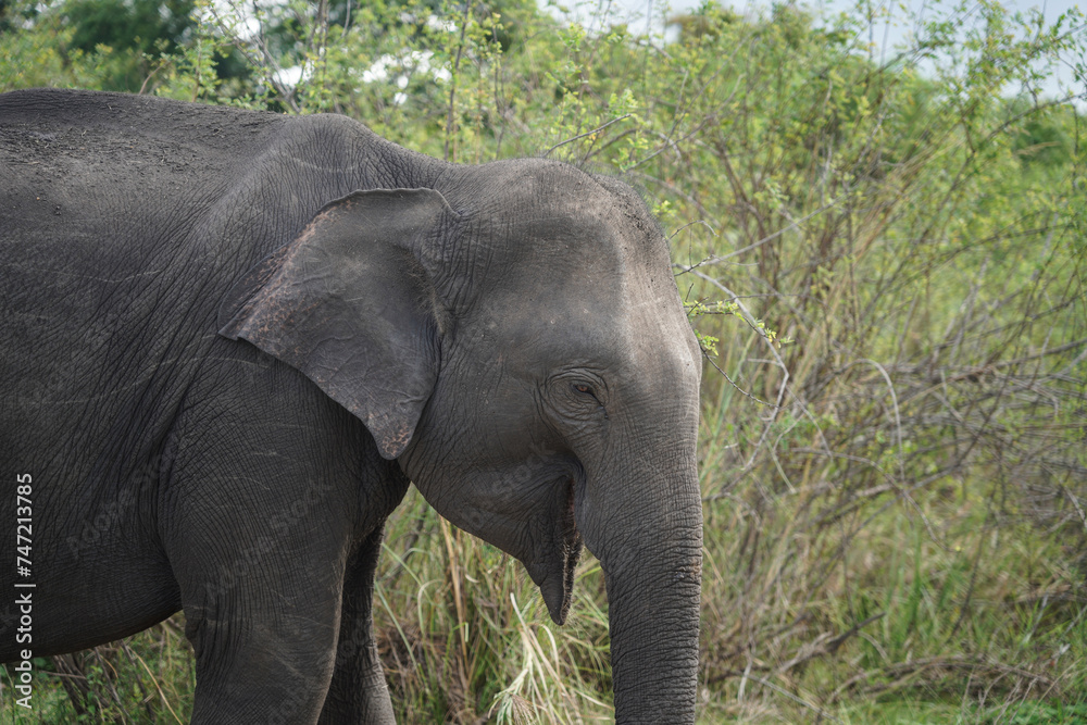 Fototapeta premium The elephant is crying with damage to the skin. poor animals are crying and abused by humans. 