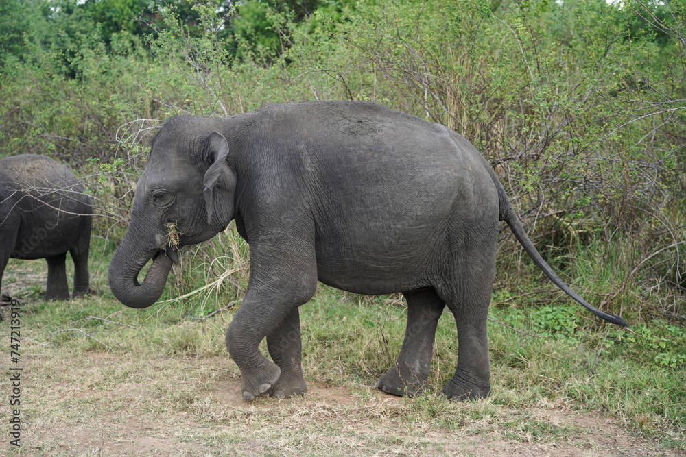 Fototapeta premium The elephant is eating grass with his nose in the savannah in the morning with a lot of plants and trees.