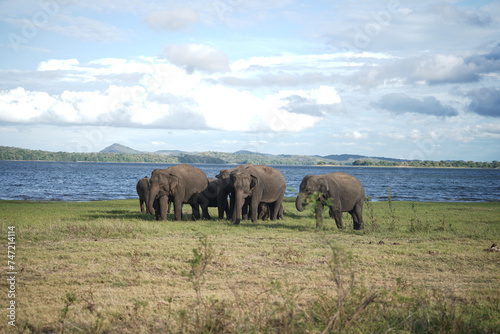 Group of elephants in front of the sea with nice clouds in the morning in Sri Lanka.