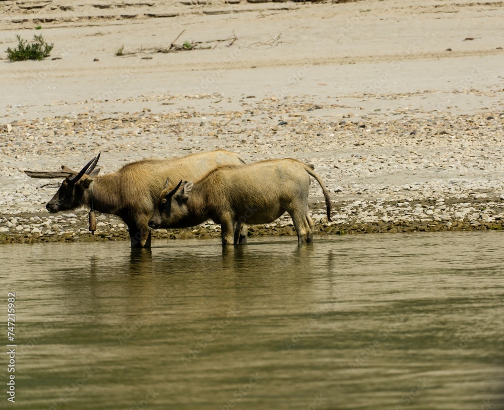 Two buffaloes were drinking by the river. Two buffaloes were drinking by the river.