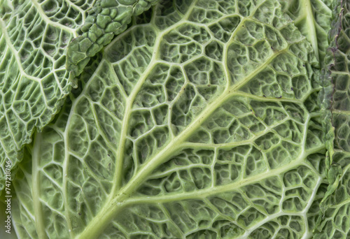 Macro picture of a fresh vegetable forming a natural texture. Close-up view of Savoy cabbage green leaves, Green vegetable backgound, Copy space, Selective focus.