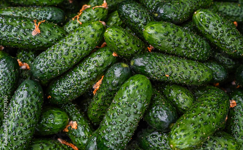 Cucumbers in the market. Fresh and juicy cucumbers background.