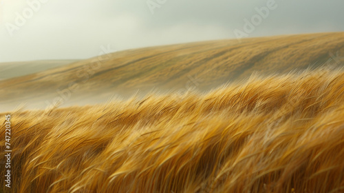 Texture of the wheat field amplified by the winds gentle caress creating a symphony of delicate sounds.