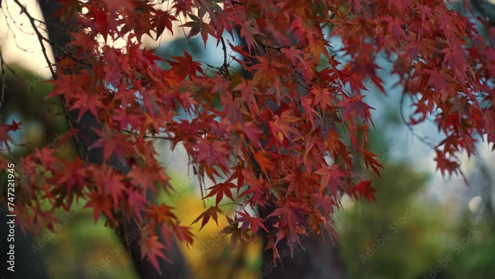 日暮れの神社に真っ赤に染まった紅葉が佇む