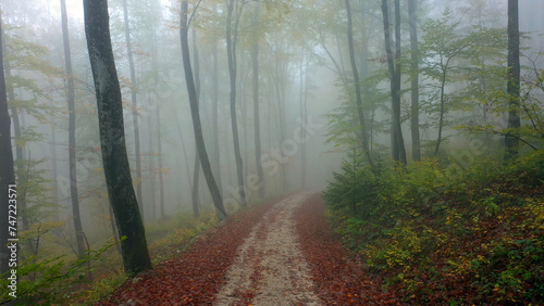 Foggy autumn season forest with road.