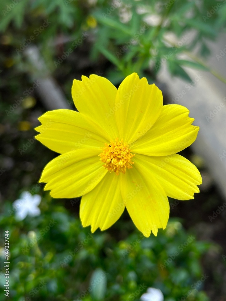 Obraz premium Plants that grow wild have a distinctive yellow smell, hence the name 'Kenikir' flowers (Cosmos Sulphureus).