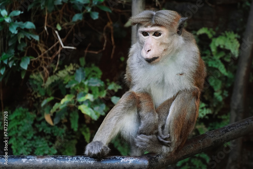 Macaque sinica toque. Wild monkey sitting in rainforest in Sri Lanka photo