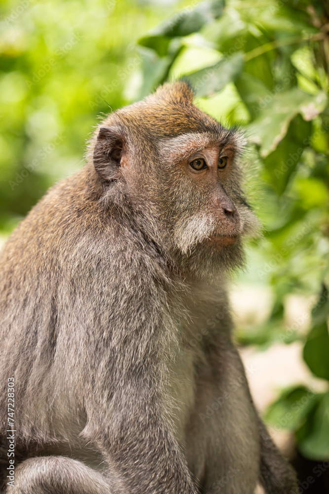 macaque sitting against the background of the jungle. The monkey looks thoughtfully. Behavior of Monkeys in their natural habitat. Monkey forest in Ubud.