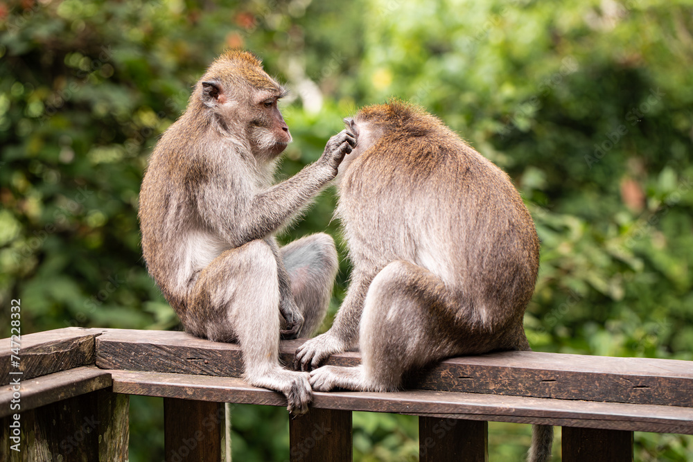 monkeys looking for fleas, macaques, care