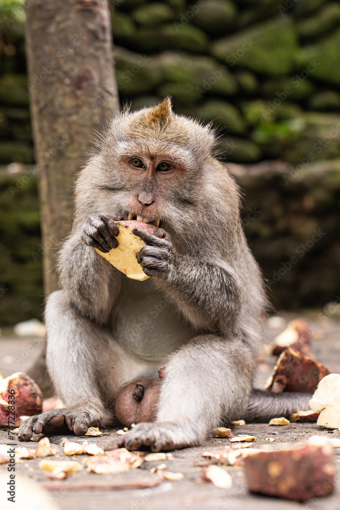 monkey eating, macaque in natural habitat monkey eating, macaque in natural habitat