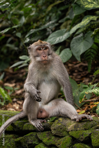 macaque sitting against the background of the jungle. The monkey looks thoughtfully. Behavior of Monkeys in their natural habitat. Monkey forest in Ubud. © Mariya Surmacheva