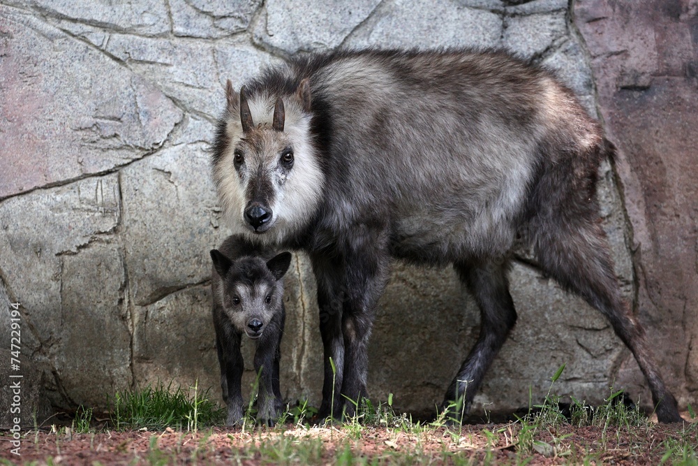 かわいいカモシカの赤ちゃんと母親