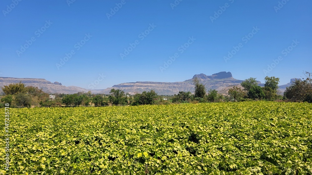 Nashik, Maharashtra India - Feb 25 2024: Grapes farm in Nasik.