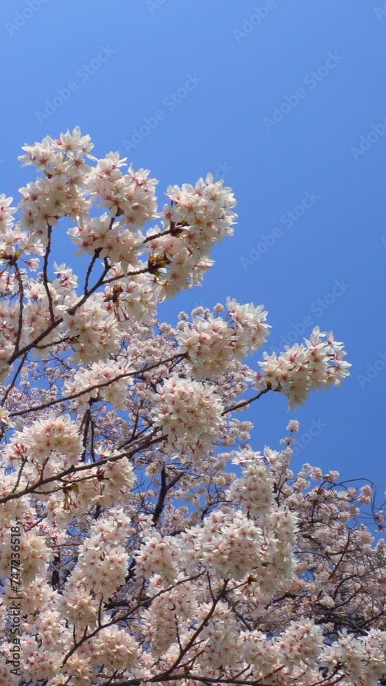 Cherry Blossom Trees in Full Bloom under Blue Sky Cherry Blossom Trees in Full Bloom under Blue Sky