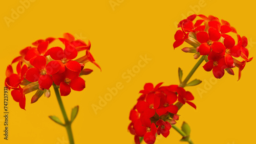 Red inflorescences of Kalanchoe flowers and yellow background