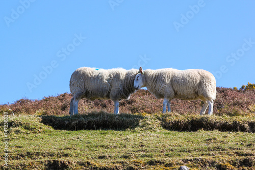Sheep love