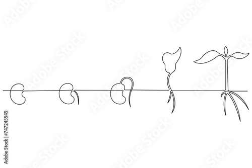 Plakat Continuous single line art drawing of plant growth processing from seed outline vector