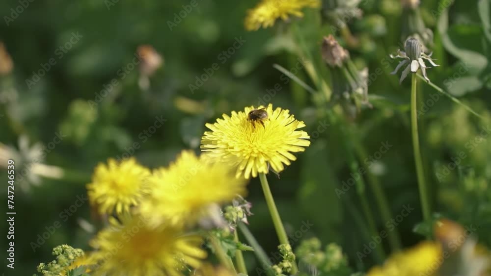 Bumblebee pollinating yellow dandelion flower on green spring flowering meadow Slow motion Bumblebee pollinating yellow dandelion flower on green spring flowering meadow Slow motion
