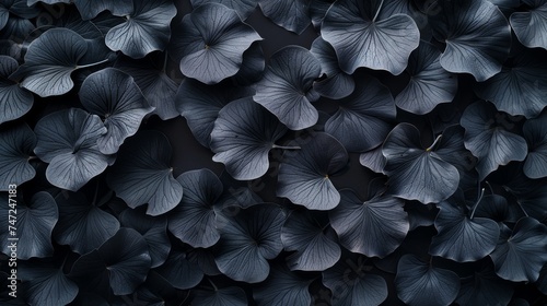 Abstract nature pattern, Background from black ginkgo leaves, black leaves pattern, chinese leaves, gingko leaves, pattern, background