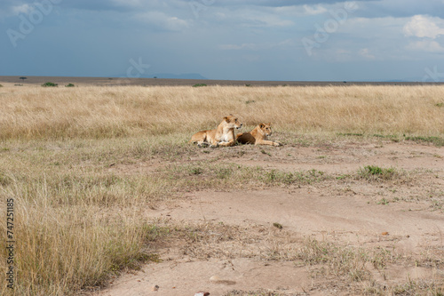 Lion female in the Masai Mara