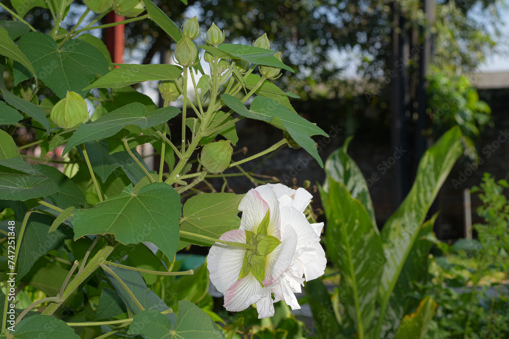 Obraz premium Hibiscus mutabilis flower blooming white color in the garden