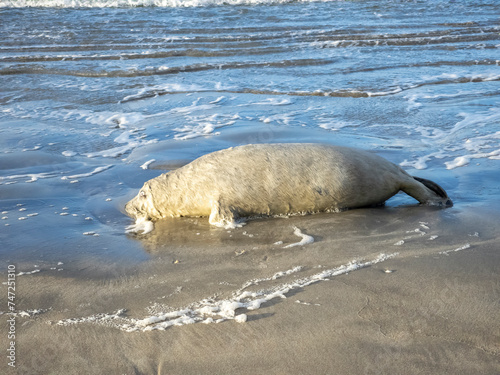 Dead seal lying on Narin beach by Portnoo - County Donegal, Ireland.