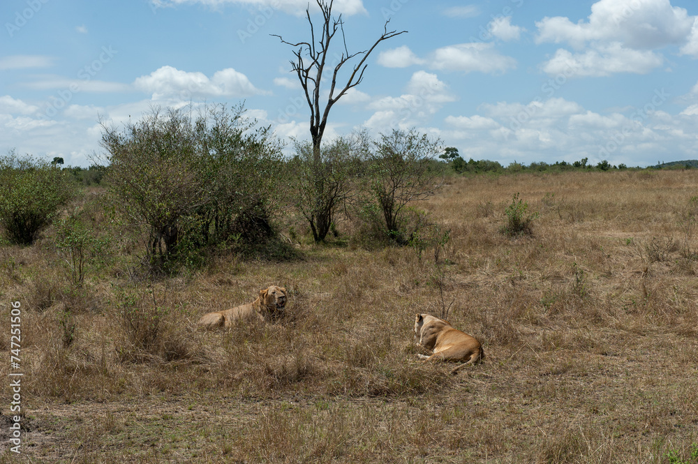 Fototapeta premium lions couple in the savannah of Kenya