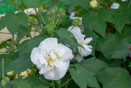 Hibiscus mutabilis flower blooming white color in the garden photo