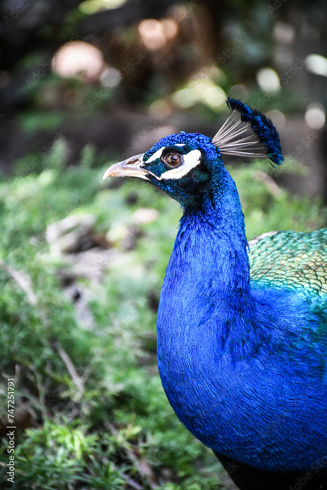 Obraz premium peacock