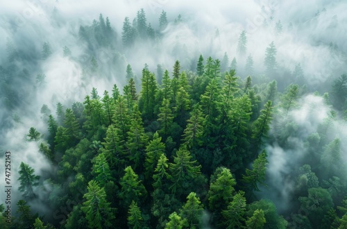 Misty Forest Aerial View - Lush Green Trees and Fog for Tranquil Nature Background