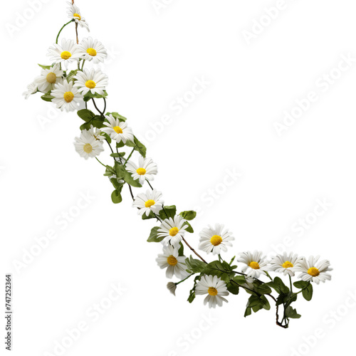 daisy chains on transparent background, png