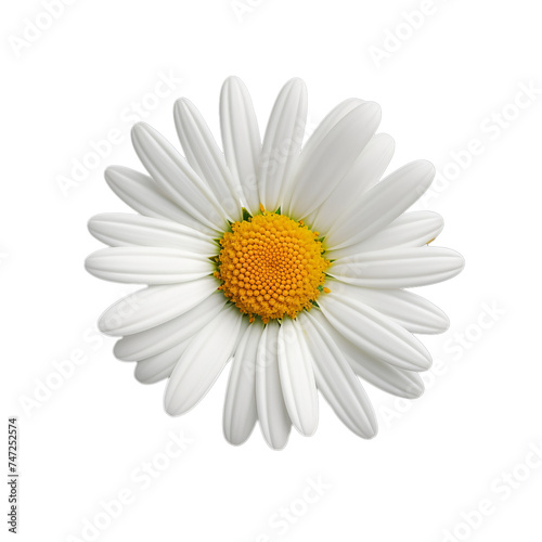 daisy isolated on transparent background  png