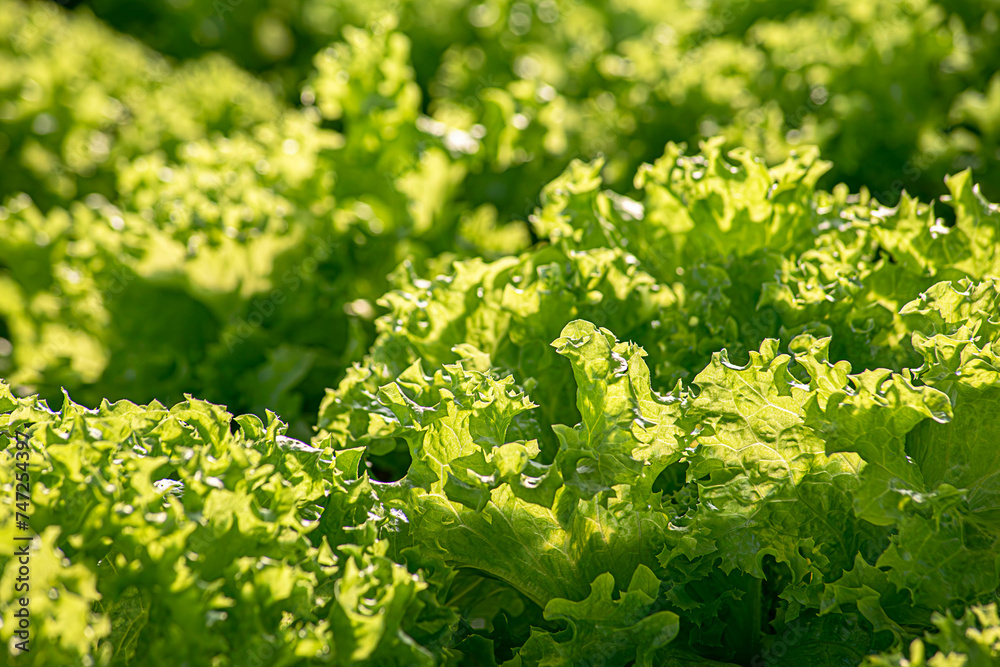 Hydroponic vegetables salad. Health food concept. Hydroponic vegetables salad. Health food concept.