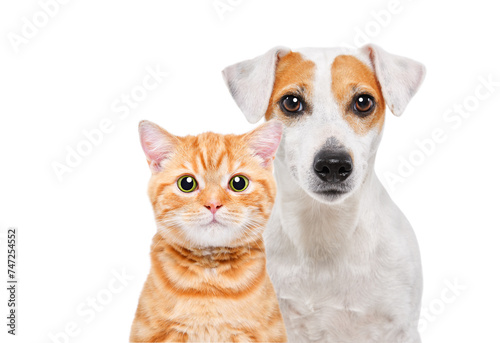 Portrait of a Jack Russell Terrier dog and a kitten Scottish Straight closeup isolated on a white