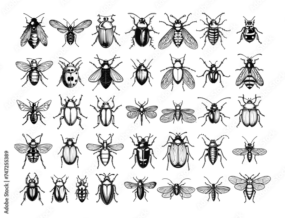 Insects of different species in black and white lineart style, vector set. Beetles, dragonflies, flies, ladybug, drawn in detail by hand, illustration isolated on white background Insects of different species in black and white lineart style, vector set. Beetles, dragonflies, flies, ladybug, drawn in detail by hand, illustration isolated on white background