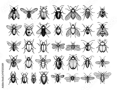 Insects of different species in black and white lineart style, vector set. Beetles, dragonflies, flies, ladybug, drawn in detail by hand, illustration isolated on white background © ONYXprj