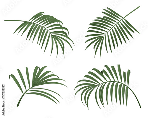 palm leaves 