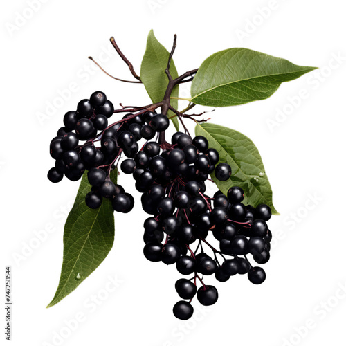 elderberry isolated on transparent background, png