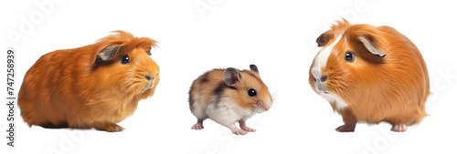 Wallpaper Mural Sweet dwarf hamster and guinea pig on a transparent background. Isolated Illustration with cute pet.	 Torontodigital.ca