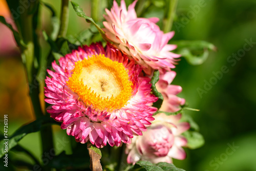 Pink Straw flower or Everlasting flower (Xerochrysum bracteatum) blossom in a garden photo