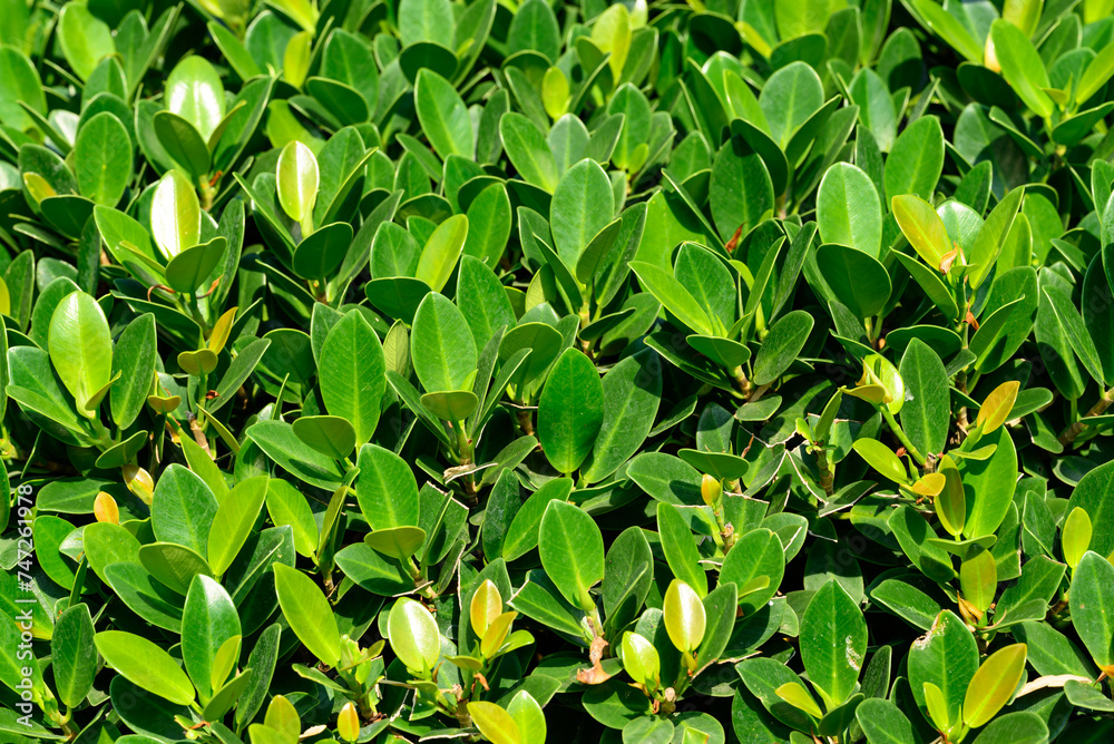 Fototapeta premium Green leaves plant (Banyan tree or Ficus annulata) pattern for background