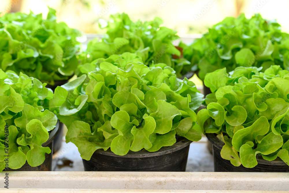 Green oak lettuce plant growing in pot in garden at home Green oak lettuce plant growing in pot in garden at home